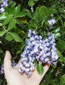 تلخ بیان